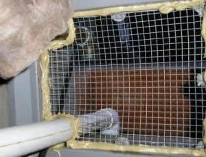 Rodent Proofing Services am San Francisco, CA