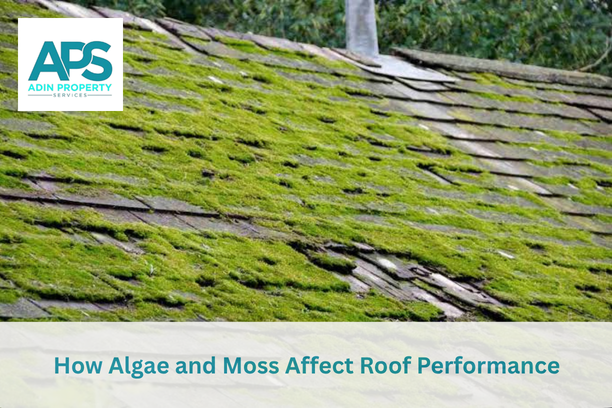 Roof Cleaning